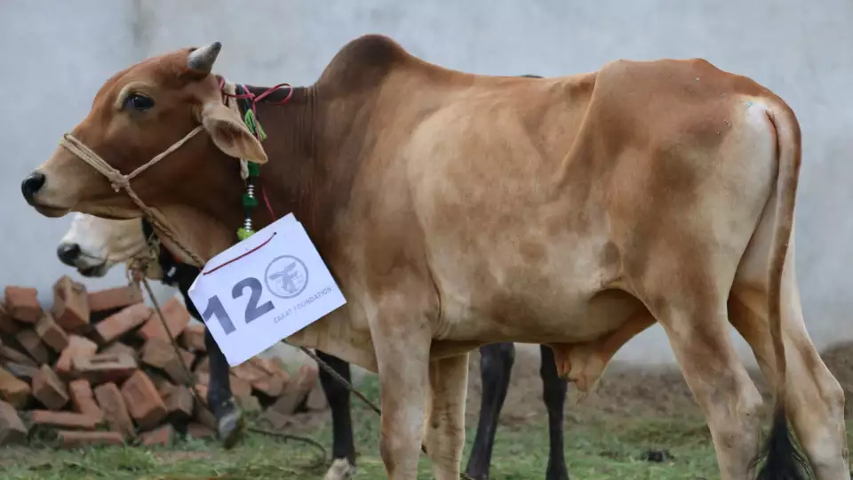 qurbani sacrifice blog img 7 10 20