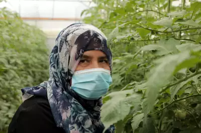 development aid gaza agriculture greenhouses food security farming Halima 1536x1018