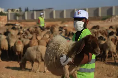Zakat Foundation of America representative delivering fresh qurbani meat in Syria. | Zakat Foundation of America