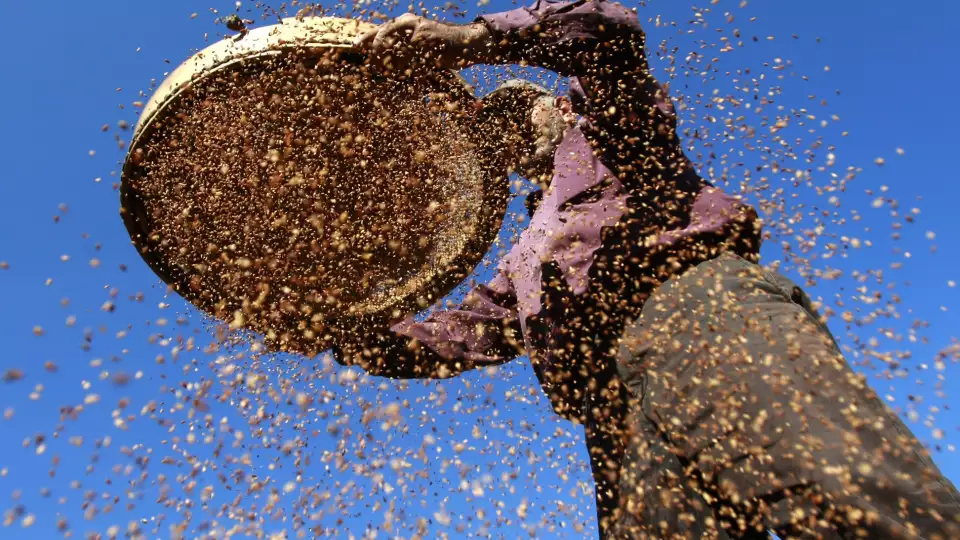 Sesame Farmer AP web