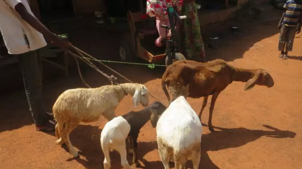 001aliya with 4 sheep 1  large 650x400