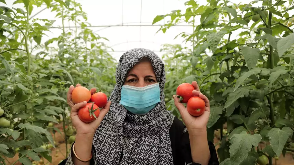 Greenhouses / محاصيل الدفيئات الزراعية