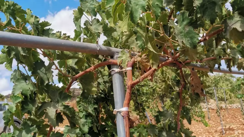 palestine agriculural thumbnail