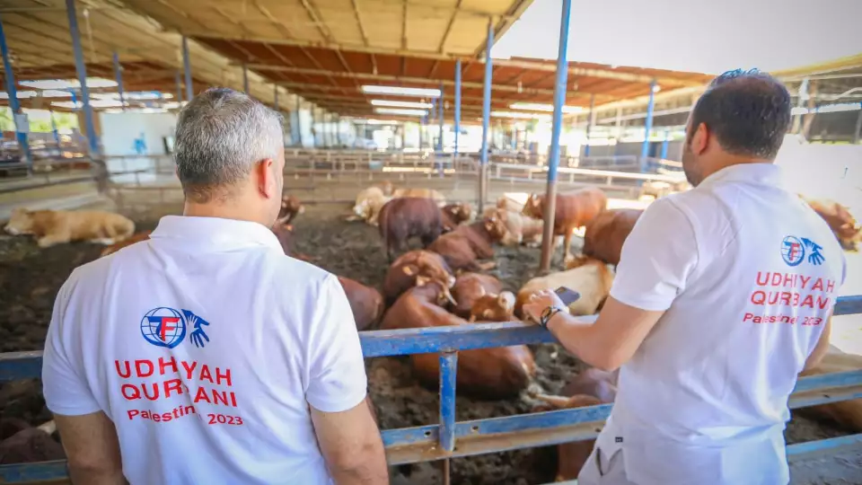 Udhiya-Qurbani preparations / تحضير الأضاحي