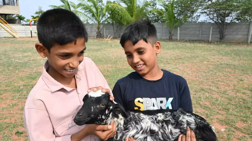At Zakat Foundation of America, we want orphans to thrive and have a path forward. We help provide them training and opportunities for sustainable livelihoods, like with our livestock programs<br>في مؤسسة الزكاة الأمريكية، نساعد الأيتام على اكتشاف إمكاناتهم من خلال التعليم، والتدريب، وتوفير الفرص التي تمكنهم من بناء مستقبل مستدام ومشرق