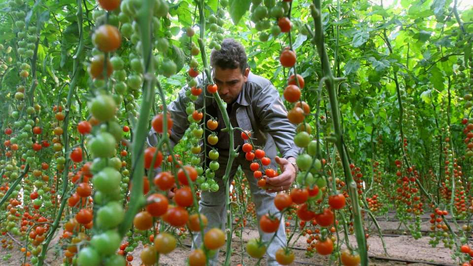 Man in a field of tomatoes