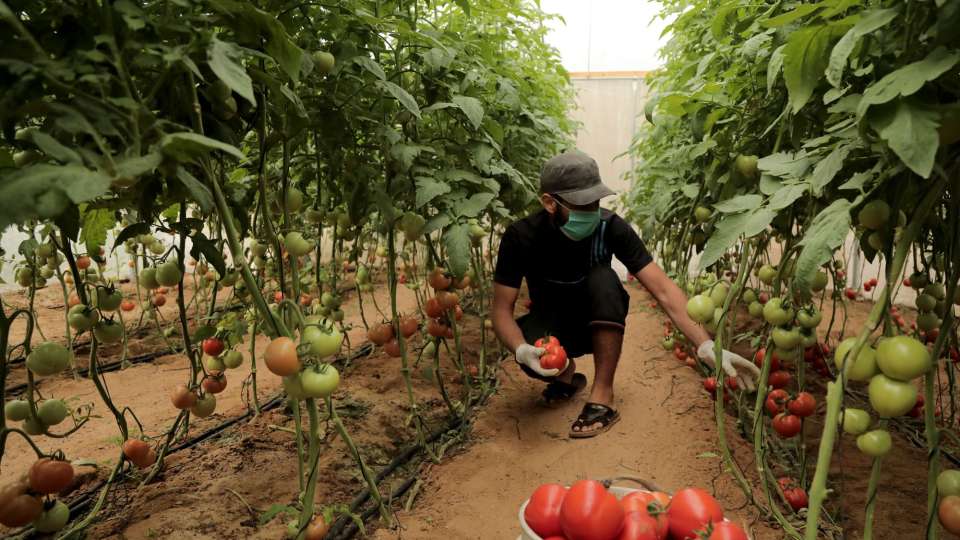 development aid gaza agriculture greenhouses food security farming Halima greenhouse