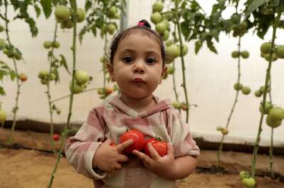 development aid gaza agriculture greenhouses food security farming Qusay family 2 1024x678