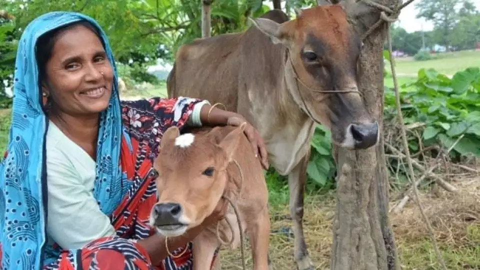bangladesh ramadan livestock distribution 072114 23  large  large