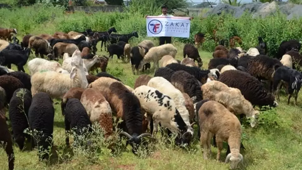 india udhiya qurbani 20140926 014 w  large  large