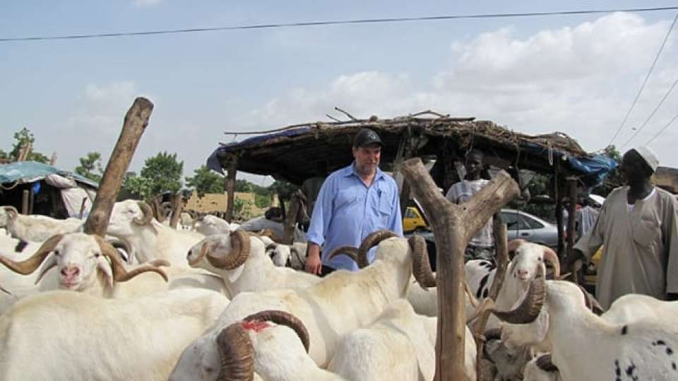 mali halil goats 071414  large