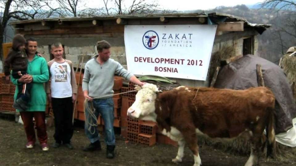 bosnia development livestock program 033012  large
