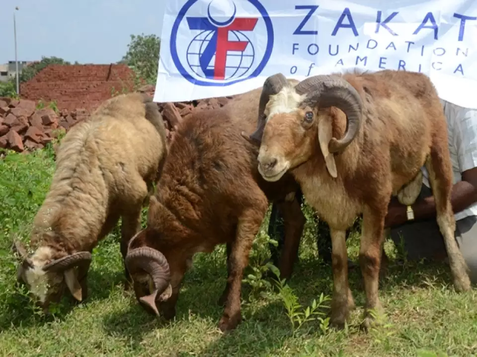 india udhiya qurbani 20140926 007 w  large  large