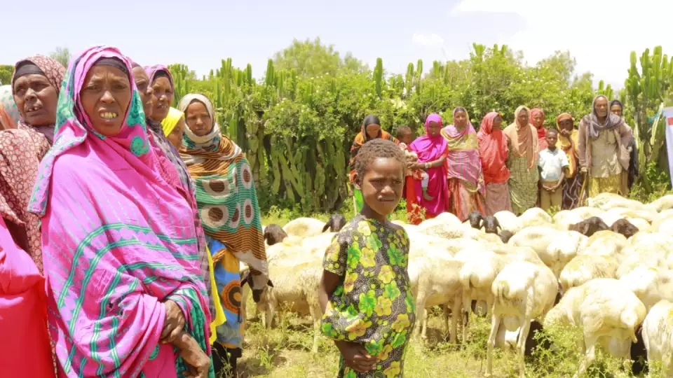 Sheep are an essential part of sustainable livelhoods / تربية المواشي جزء أساسي من سبل العيش في إثيوبيا