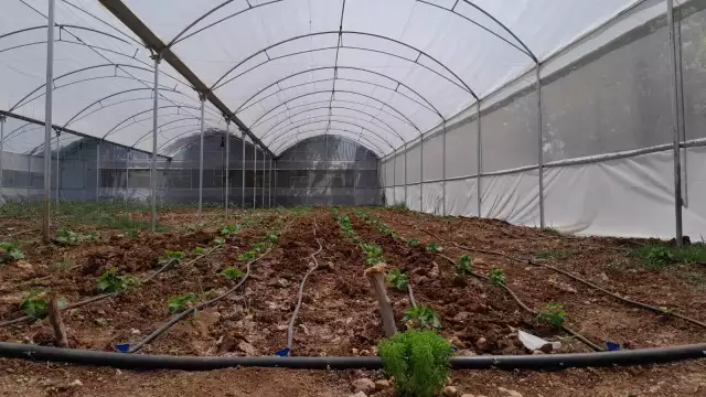 Greenhouse in Turkiye for livelihoods project