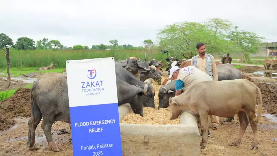 Our teams ensure livestock are also cared for as Pakistani families rely on them for livelihood.